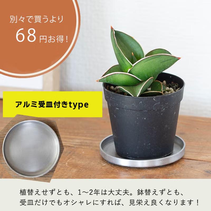 観葉植物 サンスベリア・サムライ（侍）ドワーフ マイナスイオン : e