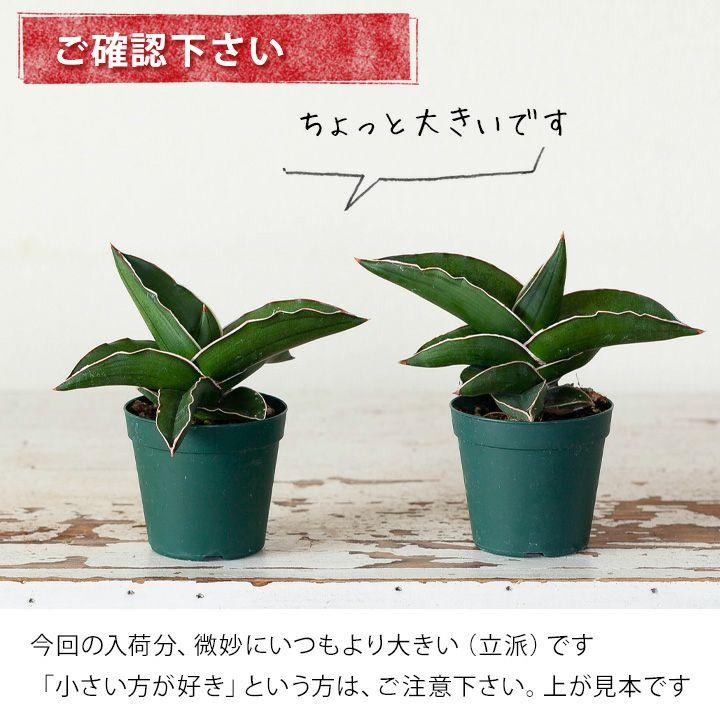 観葉植物 サンスベリア・サムライ（侍）ドワーフ マイナスイオン : e