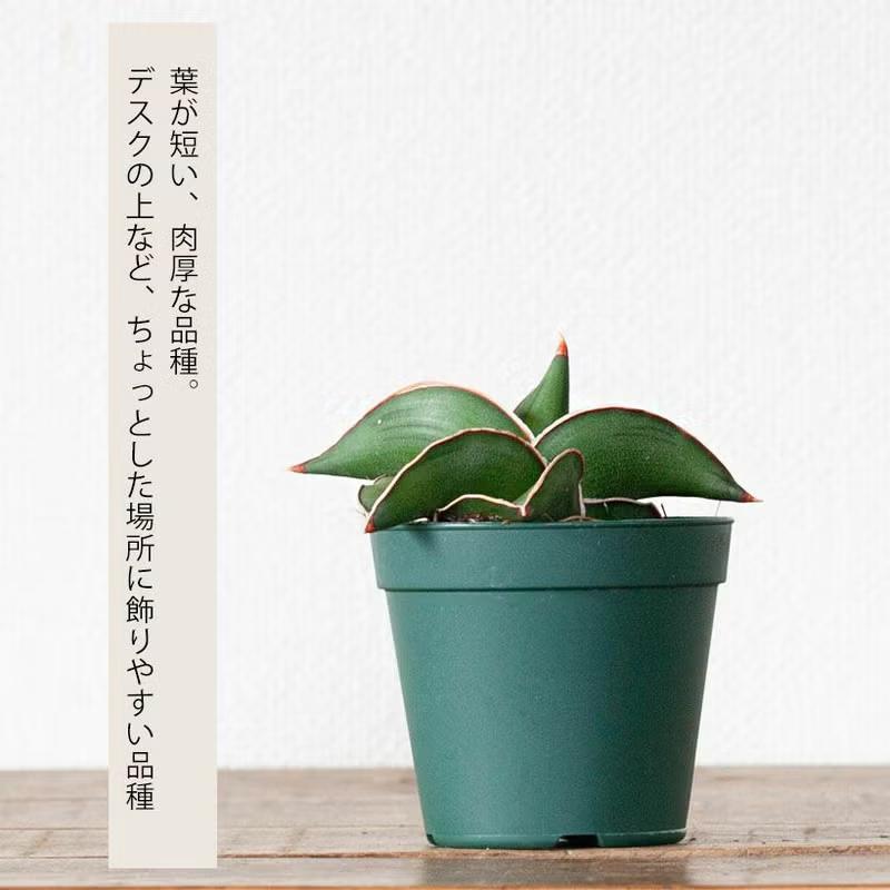 観葉植物 サンスベリア・サムライ（侍）ドワーフ マイナスイオン : e