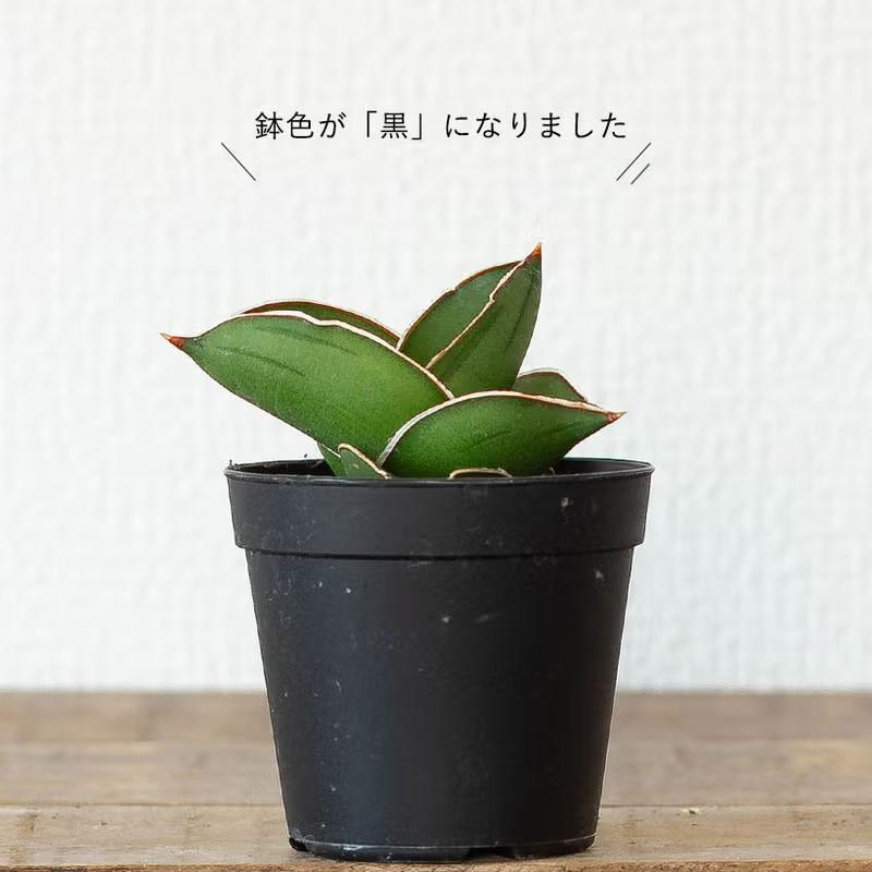 観葉植物 サンスベリア・サムライ（侍）ドワーフ マイナスイオン : e