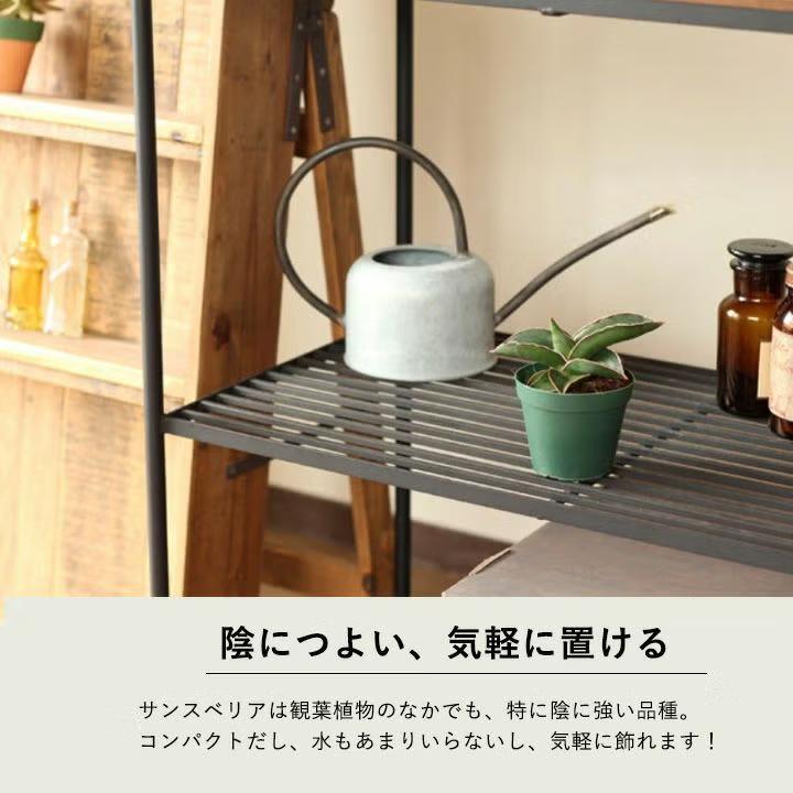 観葉植物 サンスベリア・サムライ（侍）ドワーフ マイナスイオン : e