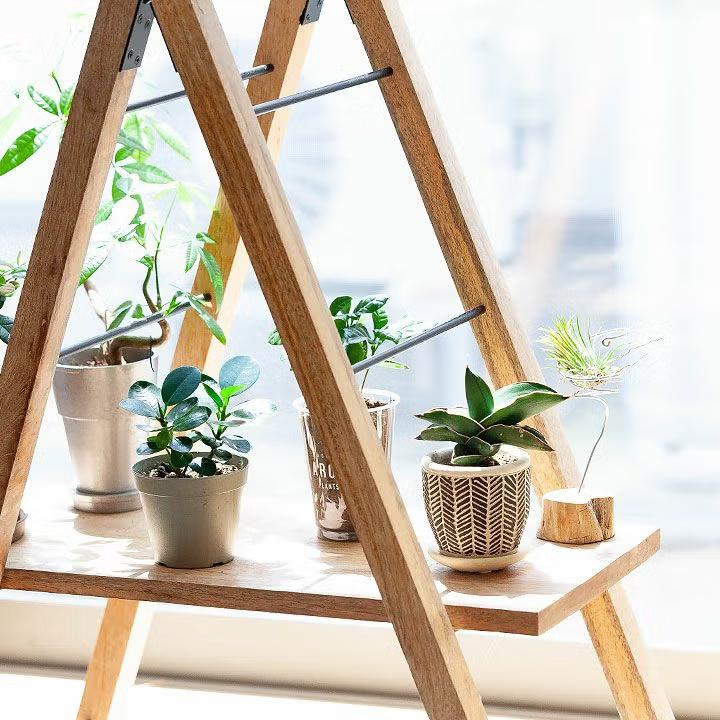 観葉植物 サンスベリア・サムライ（侍）ドワーフ マイナスイオン : e