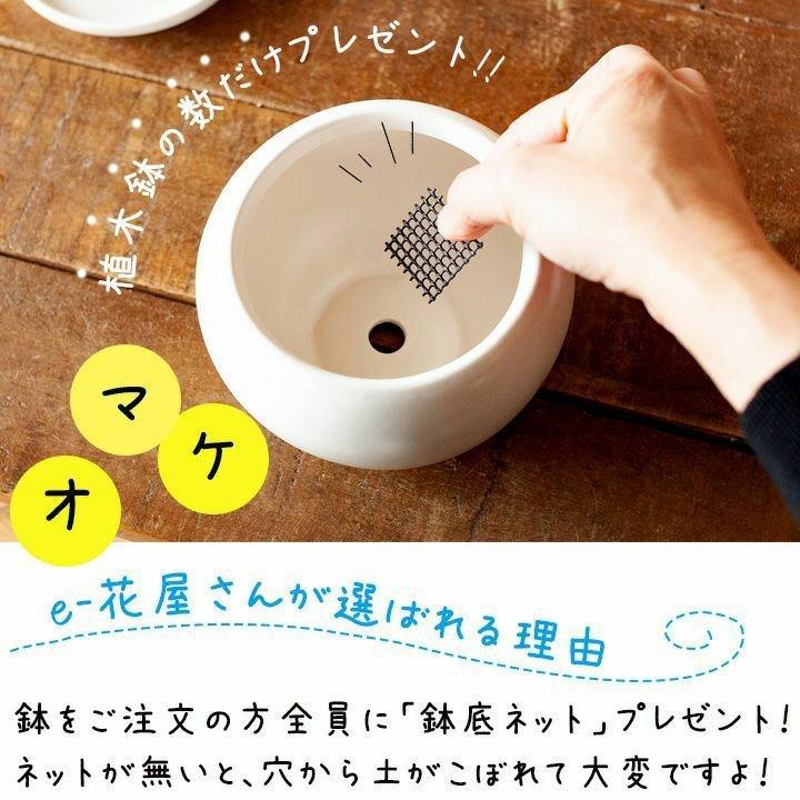 鉢 植木鉢 鉢カバー セラミック 受皿一体型シリンダー陶器鉢L（19cm