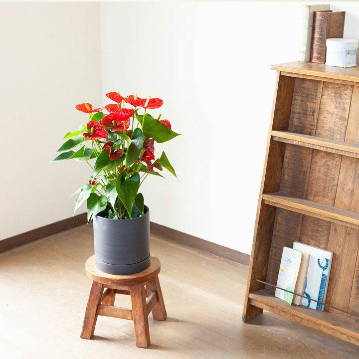 鉢 植木鉢 鉢カバー セラミック 受皿一体型シリンダー陶器鉢L（19cm