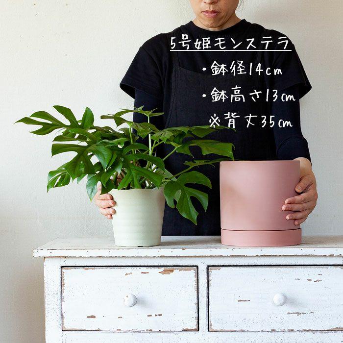 鉢 植木鉢 鉢カバー セラミック 受皿一体型シリンダー陶器鉢L（19cm