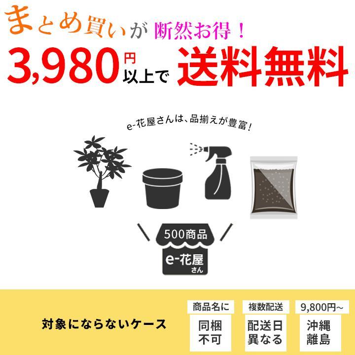 鉢 植木鉢 植え替え 鉢カバー インナーポット プラスチック の鉢（17.5ｃｍ）｜e-8783｜10