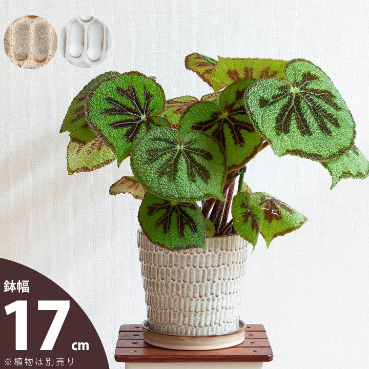鉢 植木鉢 おしゃれ 室内 陶器鉢 ウロコ模様の愛らしい陶器鉢M（17cm 
