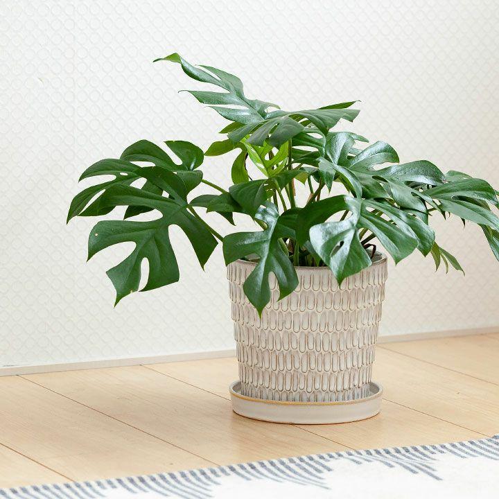 鉢 植木鉢 おしゃれ 室内 陶器鉢 ウロコ模様の愛らしい陶器鉢M（17cm 