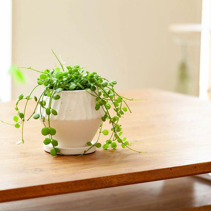 【希少】【未使用】HIU CHI 植木鉢 陶器鉢 ハンドメイド 鉢 植木鉢 おしゃれ 室内 珍しいカタチ 菱形 石の質感陶器鉢（12cm