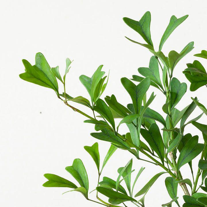 観葉植物 種類 室内 おしゃれ 丈夫 目指せGREEN盆栽!シェフレラ 観葉植物 種類 室内 おしゃれ 丈夫 目指せGREEN盆栽!シェフレラ