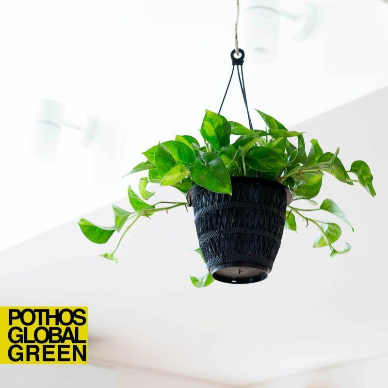 観葉植物 種類 室内 おしゃれ ハンギング 吊るす 吊り下げ ぶら下げ