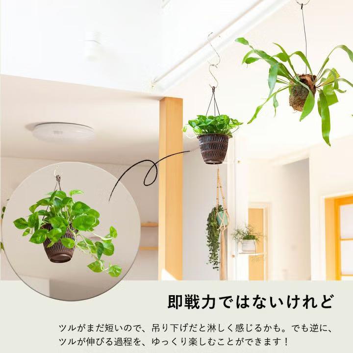 観葉植物 ポトス お手頃ハンギング！ポトス・グローバルグリーン : e