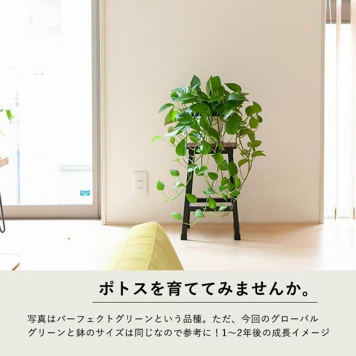 観葉植物 ポトス お手頃ハンギング！ポトス・グローバルグリーン : e