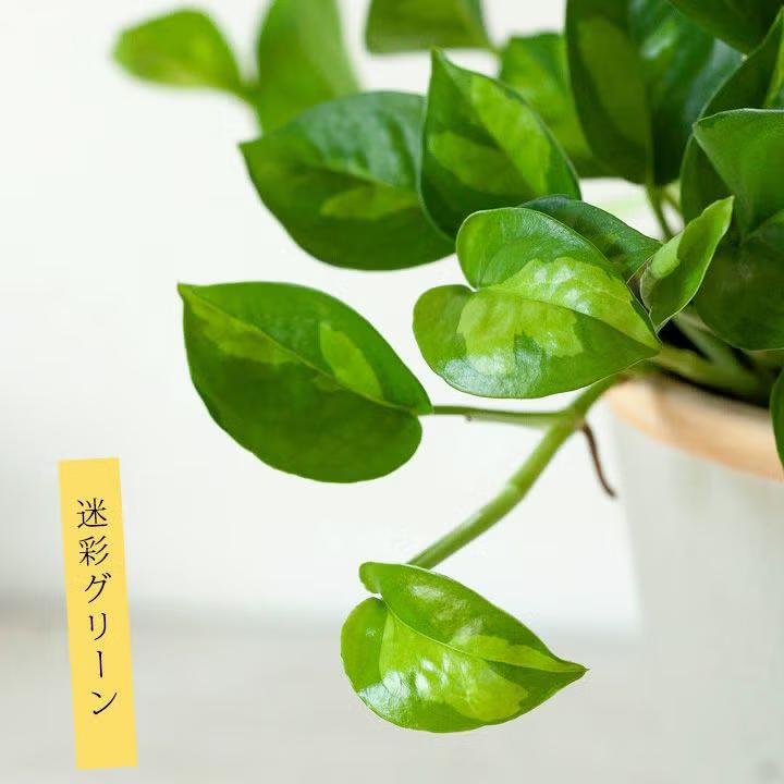 観葉植物 ポトス お手頃ハンギング！ポトス・グローバルグリーン : e