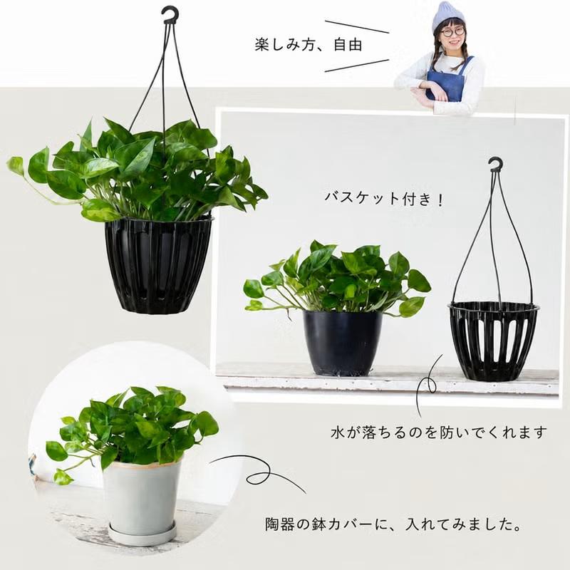 観葉植物 ポトス お手頃ハンギング！ポトス・グローバルグリーン : e