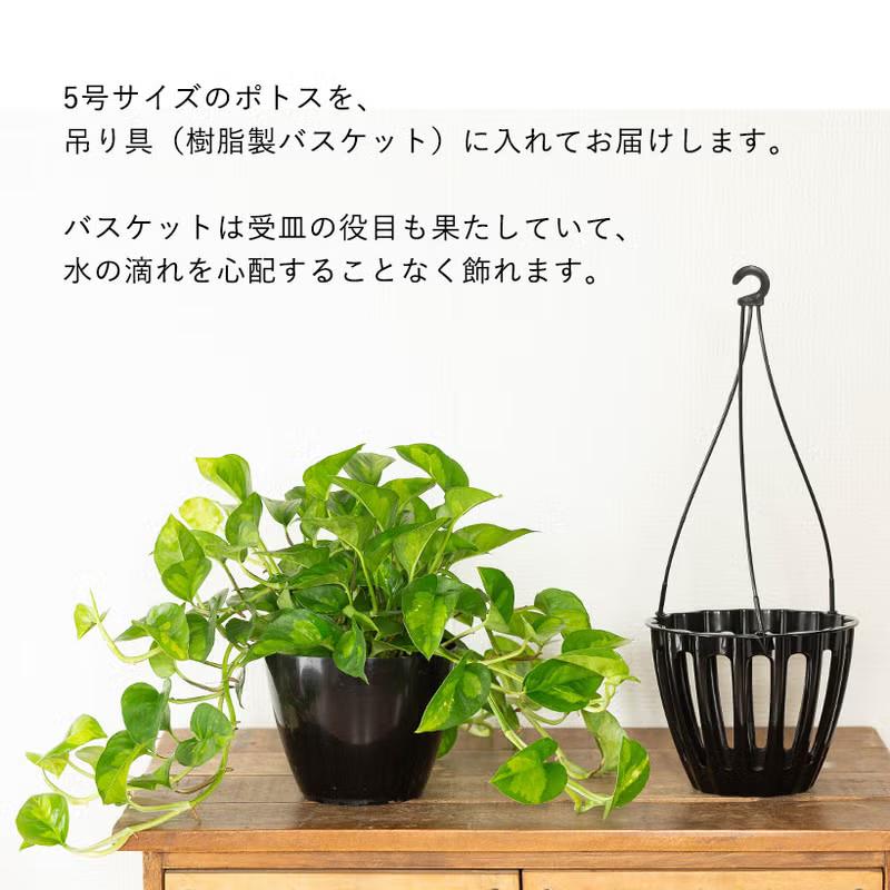 ★超特大サイズ★ ポトス グローバル ハンギング 観葉植物 ポトス お手頃ハンギング！ポトス・グローバルグリーン : e