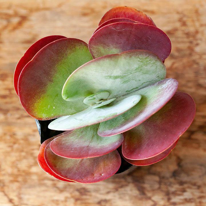 デザートローズ