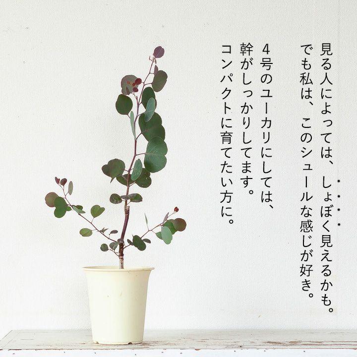 It'S シュール！ハートリーフユーカリ（ポポラス） : e-花屋さん