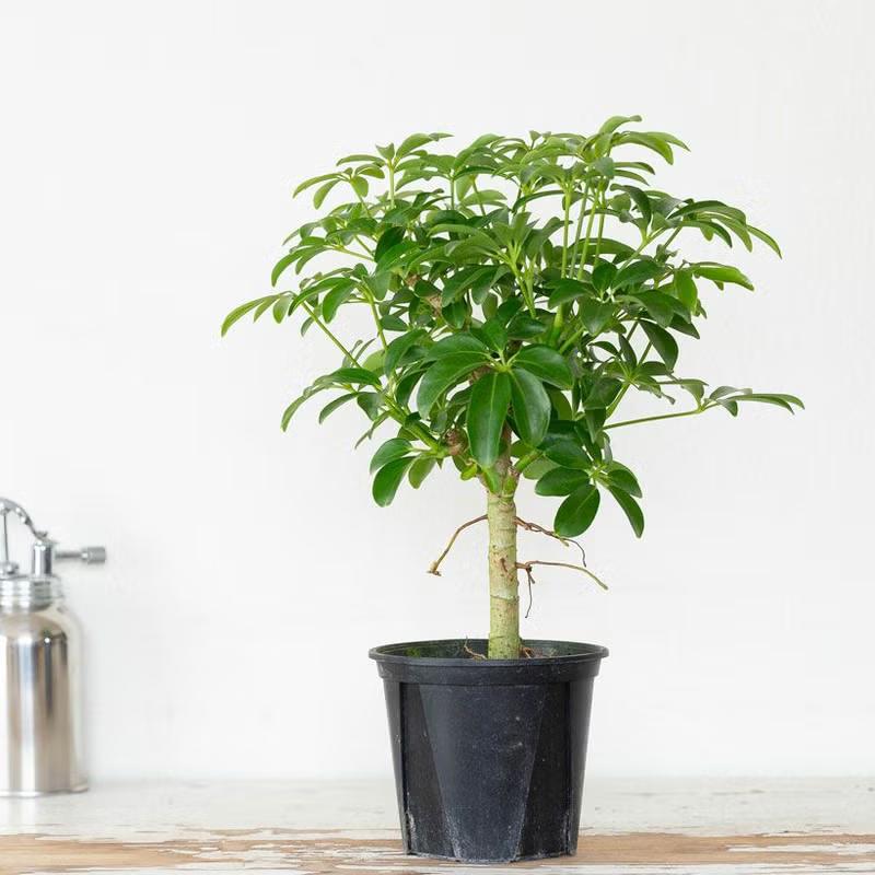 観葉植物 シェフレラ・コンパクタ（小さめサイズですが、幹太いです