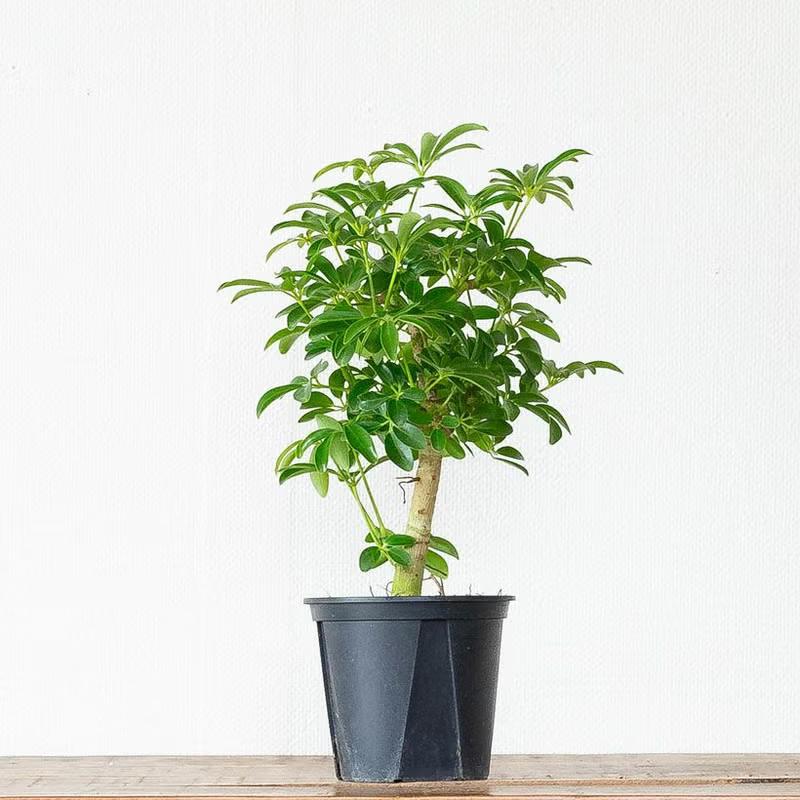 観葉植物 シェフレラ・コンパクタ（小さめサイズですが、幹太いです