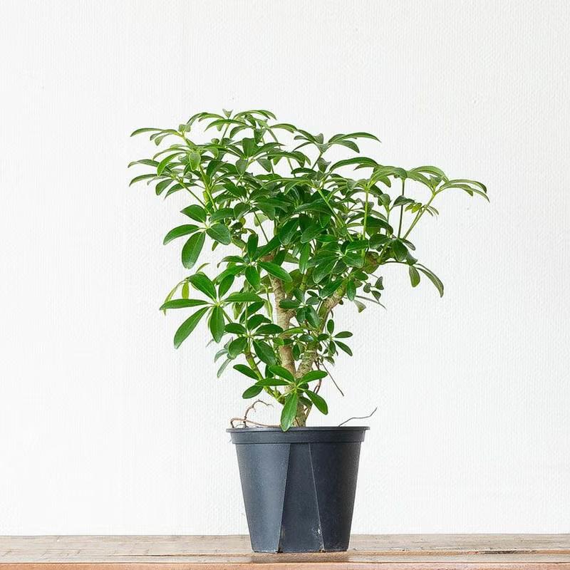 観葉植物 シェフレラ・コンパクタ（小さめサイズですが、幹太いです