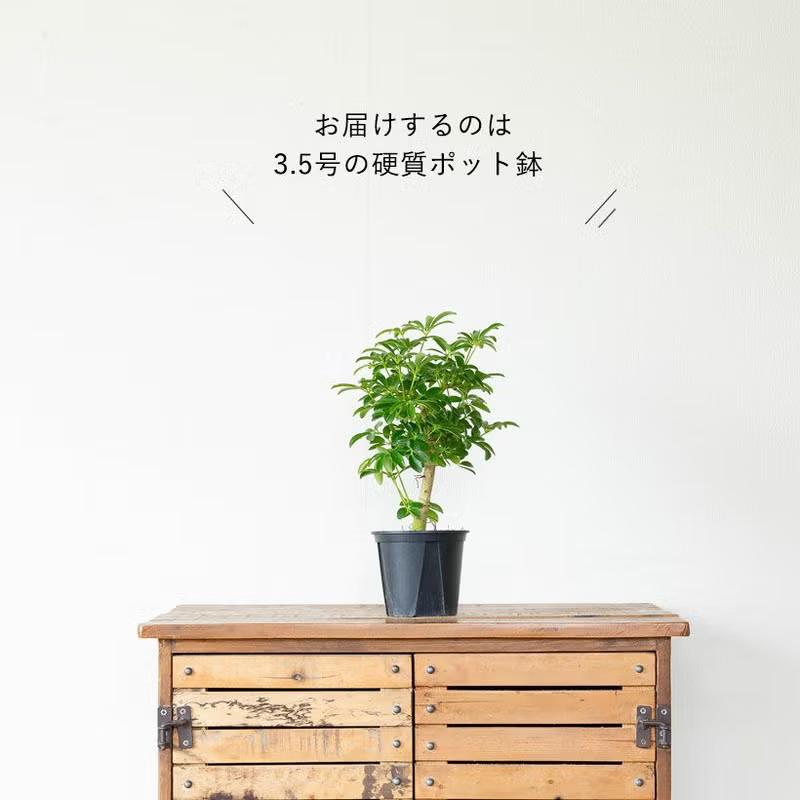 観葉植物 シェフレラ・コンパクタ（小さめサイズですが、幹太いです
