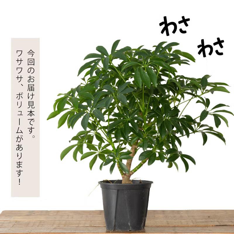 観葉植物 シェフレラ・コンパクタ（小さめサイズですが、幹太いです
