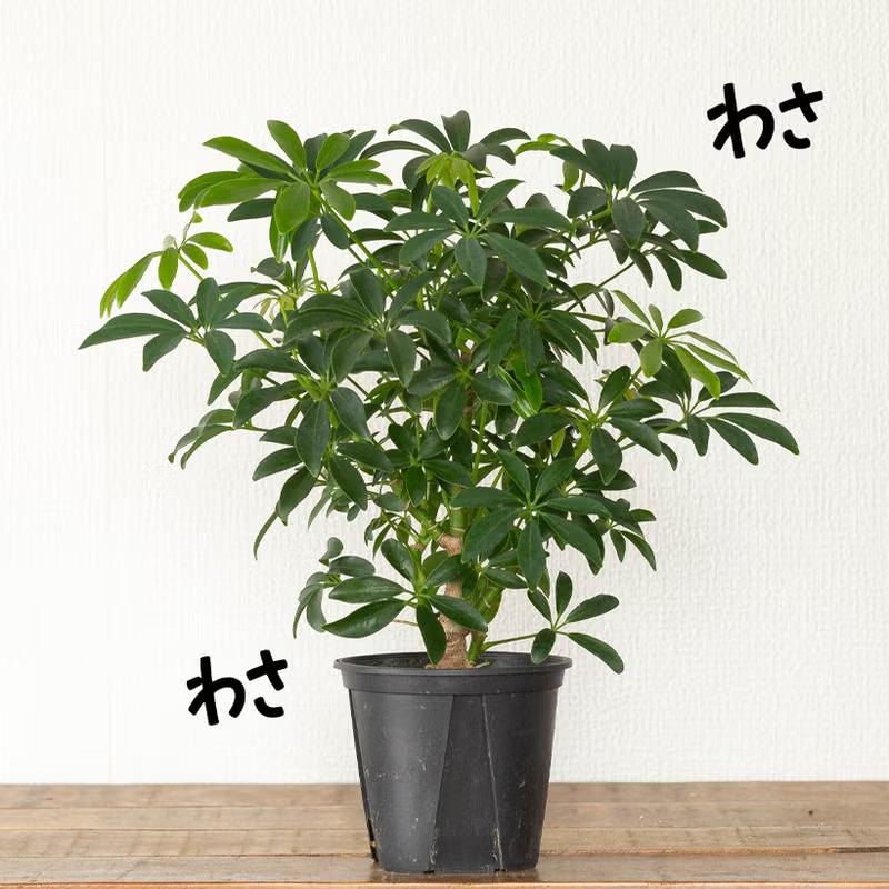 シェフレラ・コンパクタ リビングサイズ　no2 観葉植物 シェフレラ・コンパクタ（小さめサイズですが、幹太いです