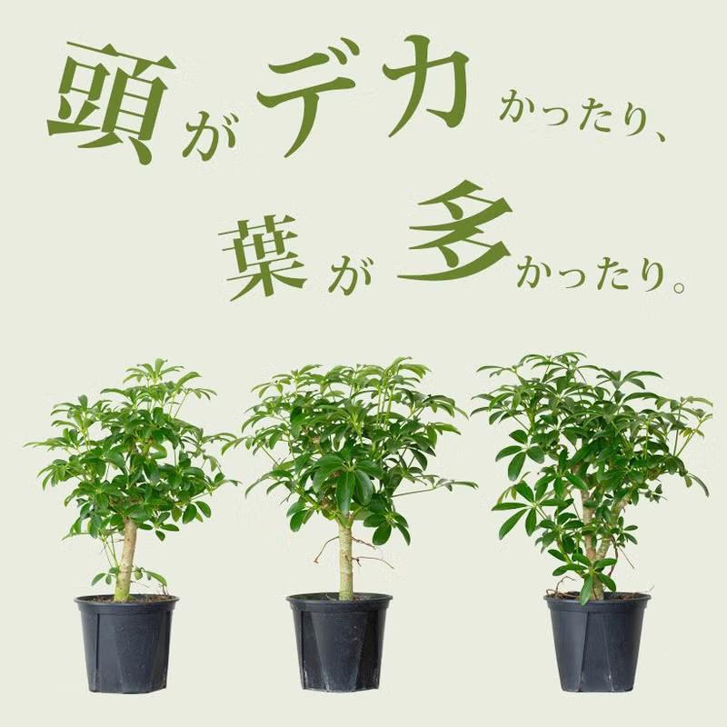 観葉植物 シェフレラ・コンパクタ（小さめサイズですが、幹太いです