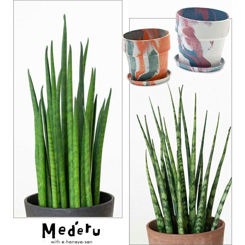 サンスベリア ミカド 観葉植物 小さい おしゃれ 2種の鉢から選べる