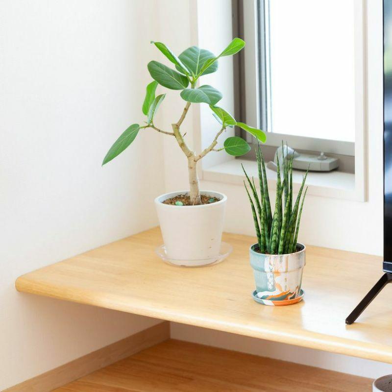 サンスベリア ミカド 観葉植物 小さい おしゃれ 2種の鉢から選べる