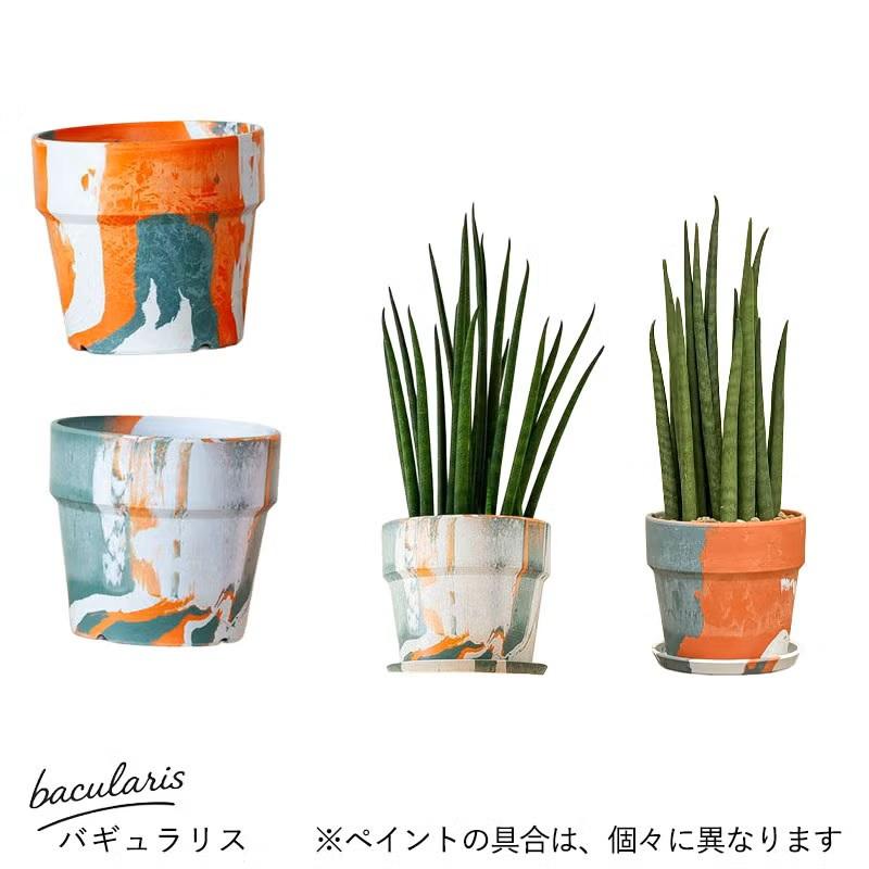 観葉植物 【送料無料】サンスベリア・ミカド系collection : e-花屋さん