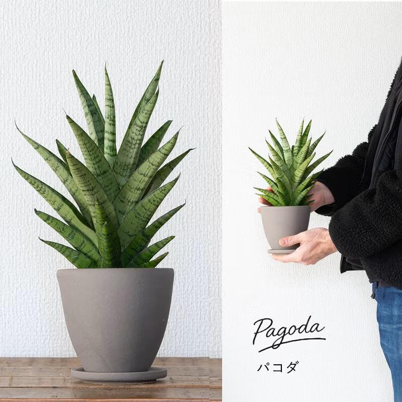 サンスベリア　ミカド　苗　多肉植物　サンセベリア　花卉・園芸 園芸ネット本店｜サンセベリア：ファンウッドミカド 3号エコポット の