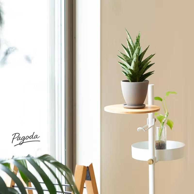 観葉植物 【送料無料】サンスベリア・ミカド系collection : e-花屋さん