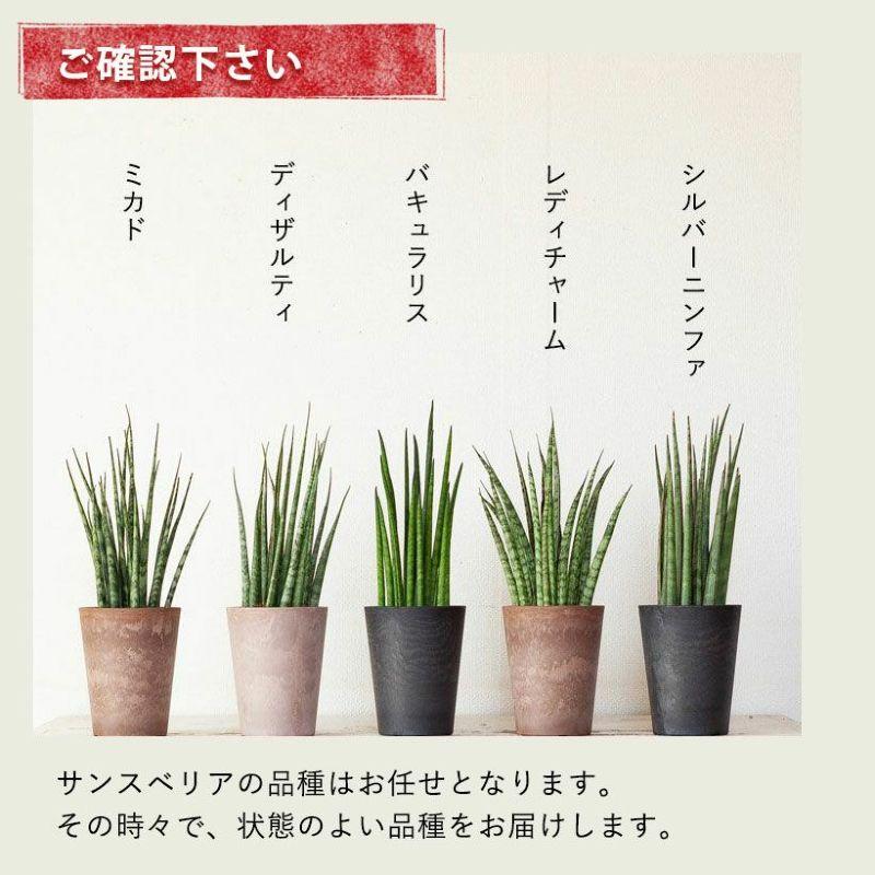 サンスベリア ミカド 観葉植物 小さい おしゃれ 2種の鉢から選べる