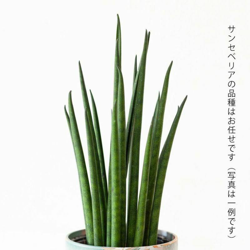 サンスベリア ミカド 観葉植物 小さい おしゃれ 2種の鉢から選べる