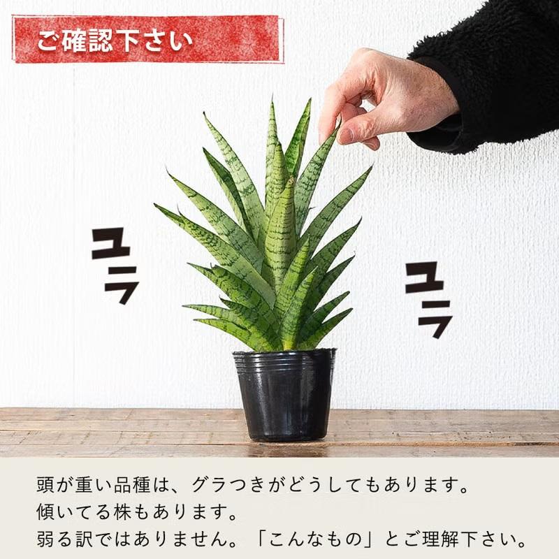 観葉植物 【送料無料】サンスベリア・ミカド系collection : e-花屋さん