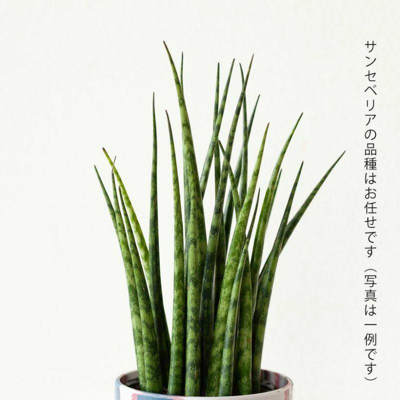 サンスベリア ミカド 観葉植物 小さい おしゃれ 2種の鉢から選べる