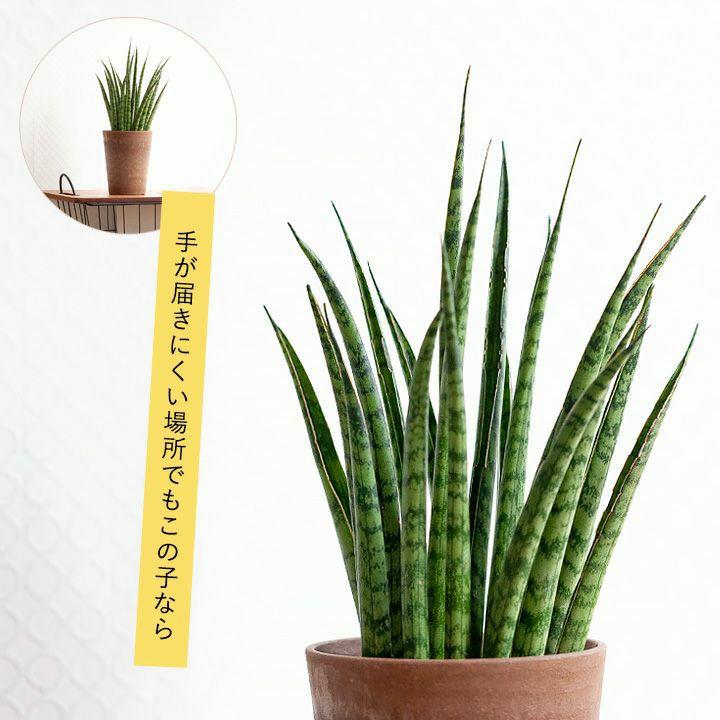 サンスベリア ミカド 観葉植物 小さい おしゃれ 2種の鉢から選べる