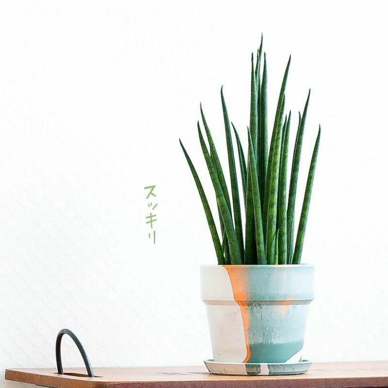 サンスベリア ミカド 観葉植物 小さい おしゃれ 2種の鉢から選べる