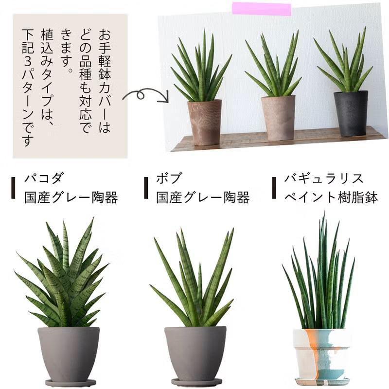 観葉植物 【送料無料】サンスベリア・ミカド系collection : e-花屋さん