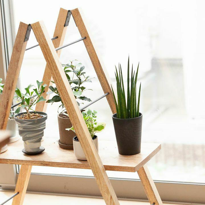 サンスベリア ミカド 観葉植物 小さい おしゃれ 2種の鉢から選べる