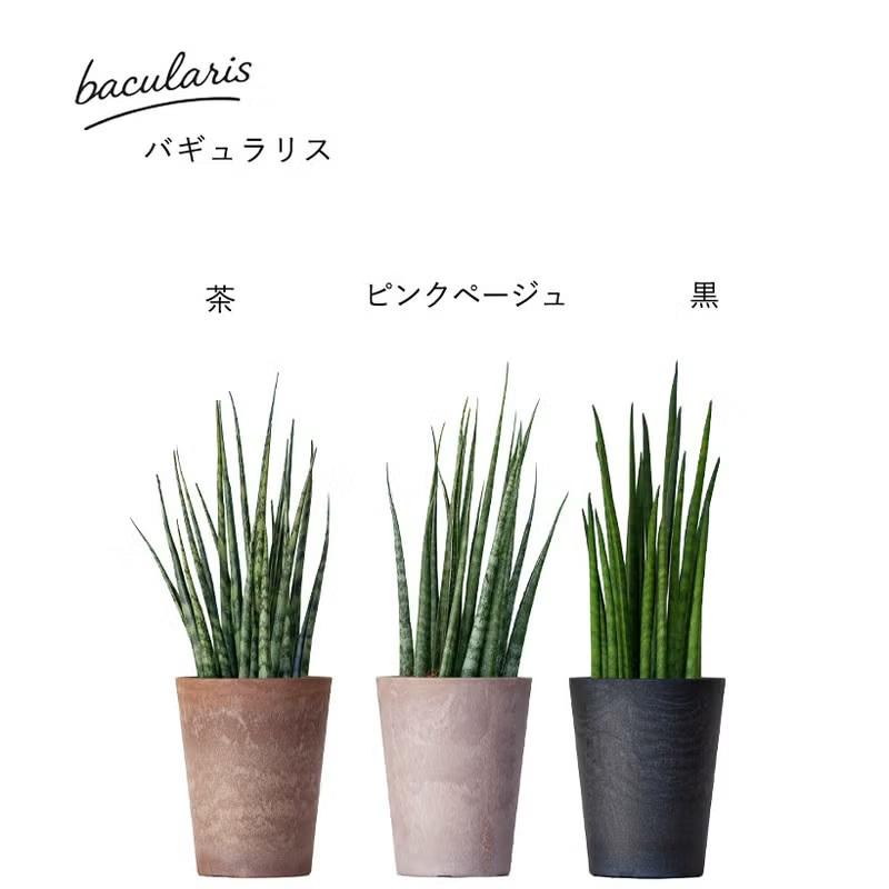観葉植物 【送料無料】サンスベリア・ミカド系collection : e-花屋さん