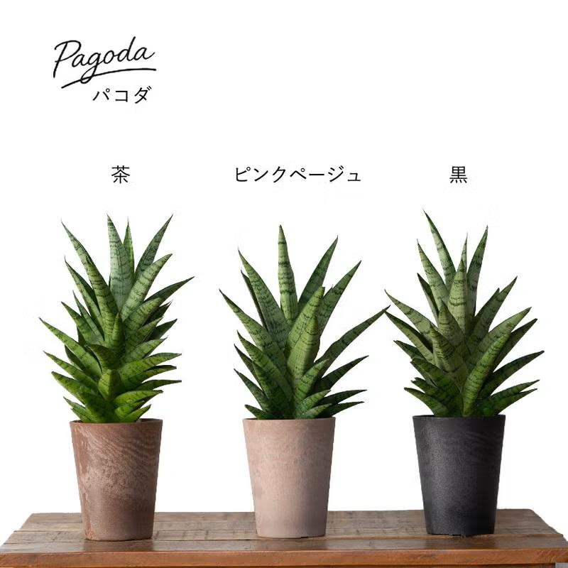 観葉植物 【送料無料】サンスベリア・ミカド系collection : e-花屋さん