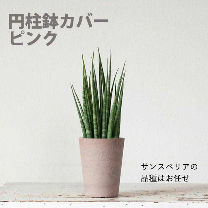 サンスベリア ミカド 観葉植物 小さい おしゃれ 2種の鉢から選べる
