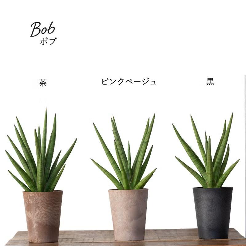 観葉植物 【送料無料】サンスベリア・ミカド系collection : e-花屋さん