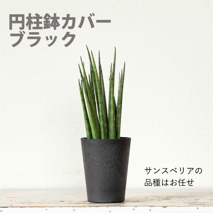 サンスベリア ミカド 観葉植物 小さい おしゃれ 2種の鉢から選べる