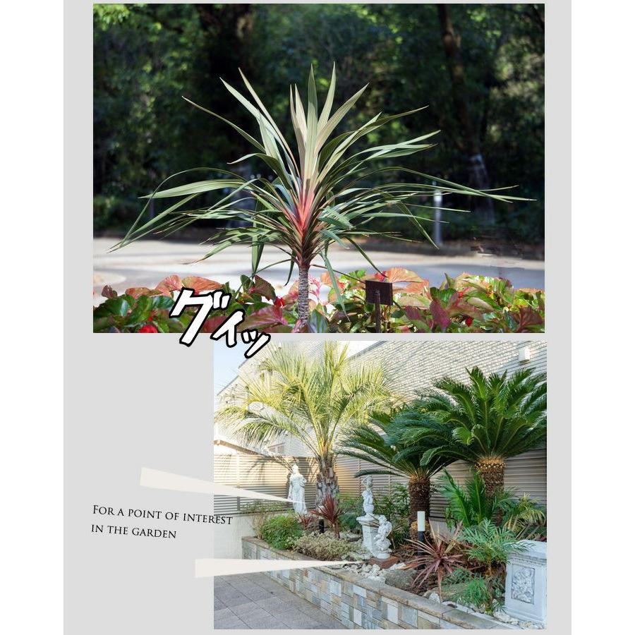 観葉植物 おしゃれ 大型 種類 屋外 庭 ガーデニング コルジリネ