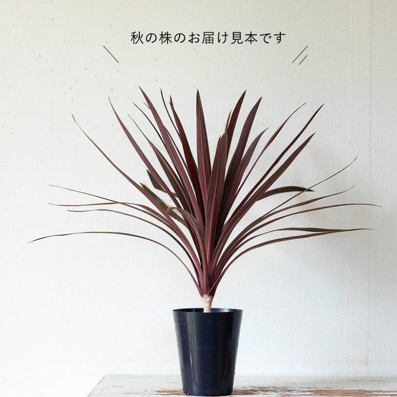 観葉植物 おしゃれ 大型 種類 屋外 庭 ガーデニング コルジリネ