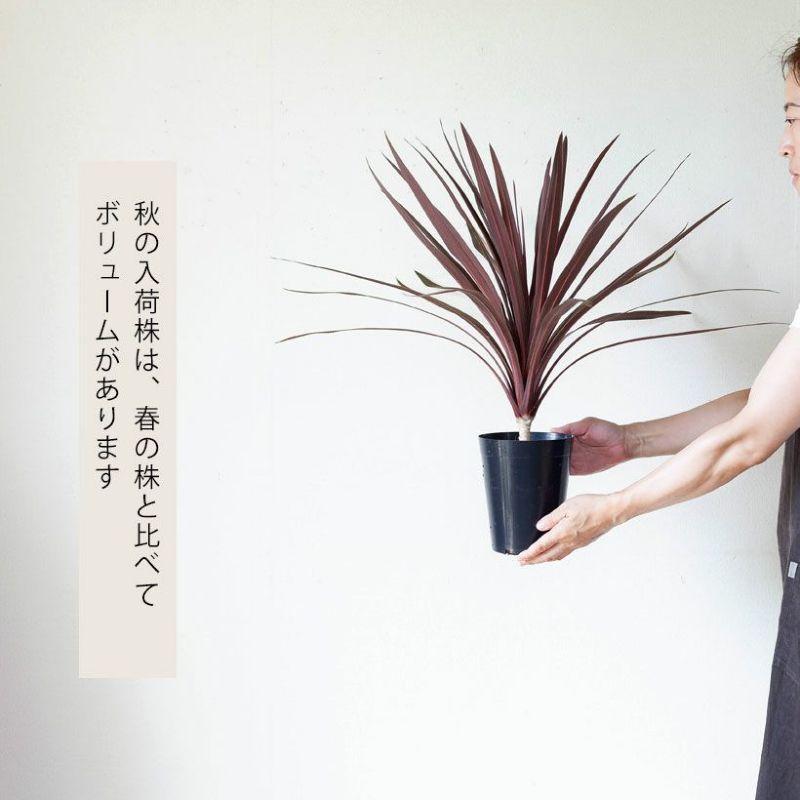 観葉植物 おしゃれ 大型 種類 屋外 庭 ガーデニング コルジリネ